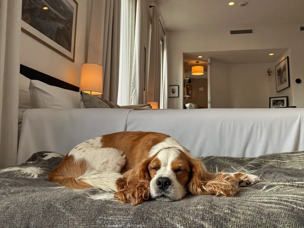 Cozy dog curled up on a palm-print blanket at boarding