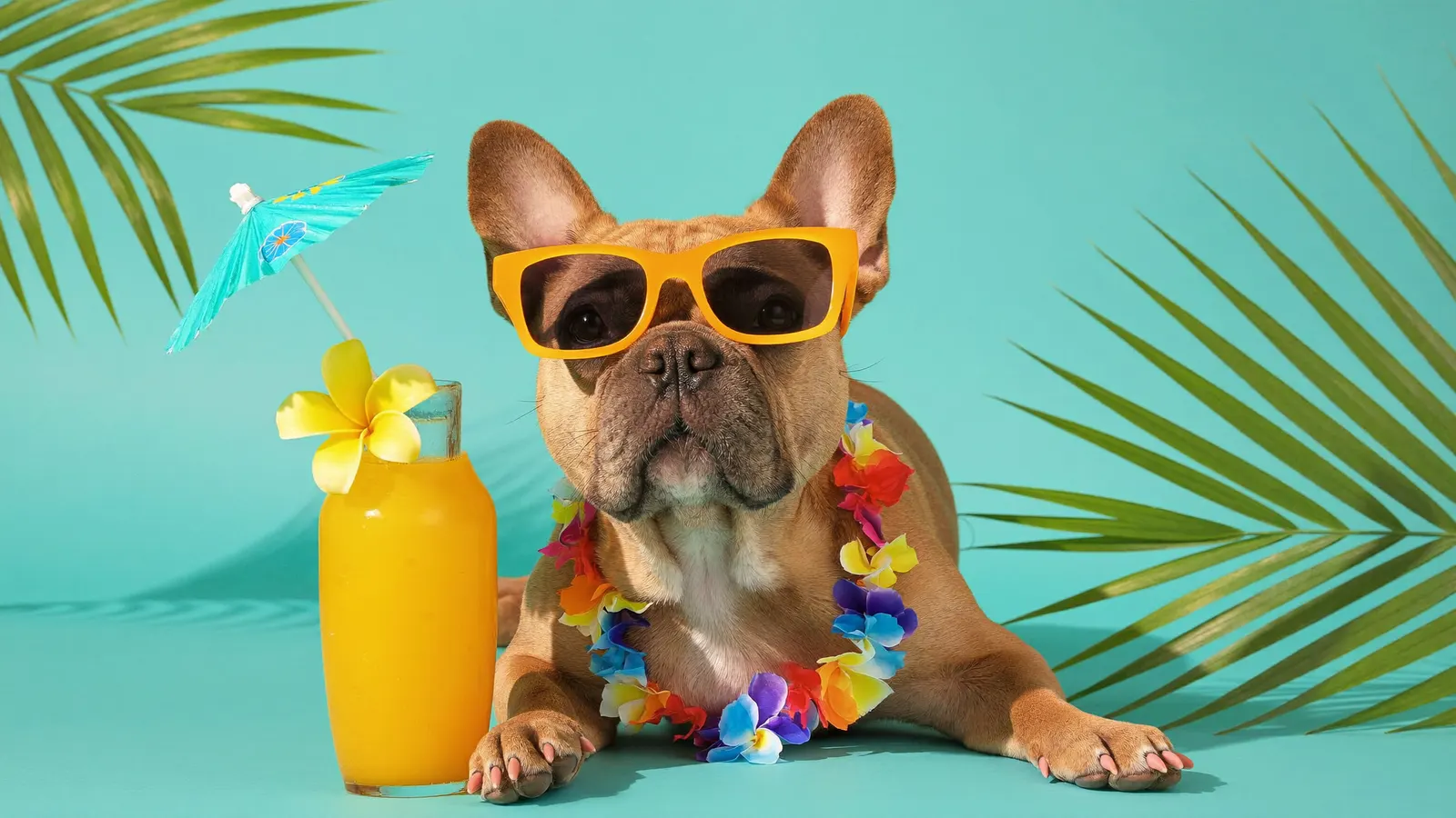 Dog enjoying the Club Tropics treatment