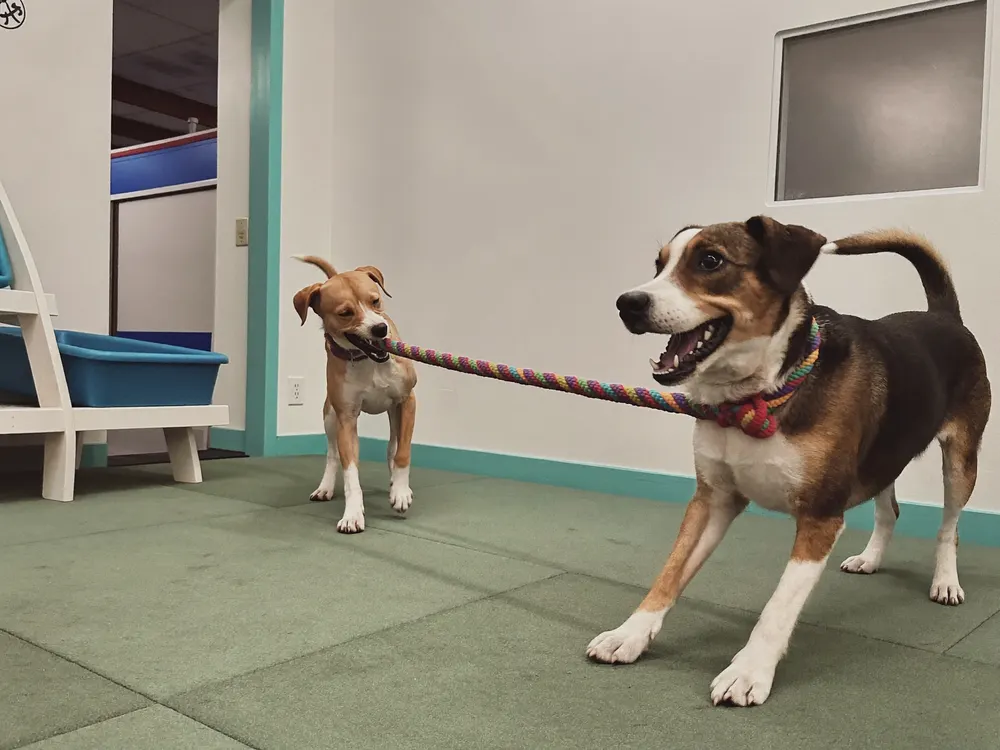 Group of small dogs playing with toys indoors at daycare