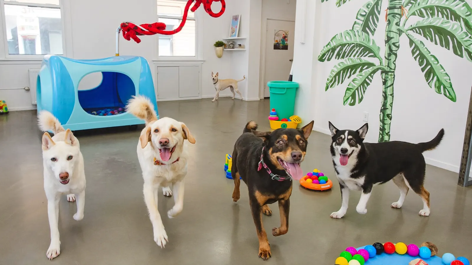 Happy dogs playing together in the indoor daycare