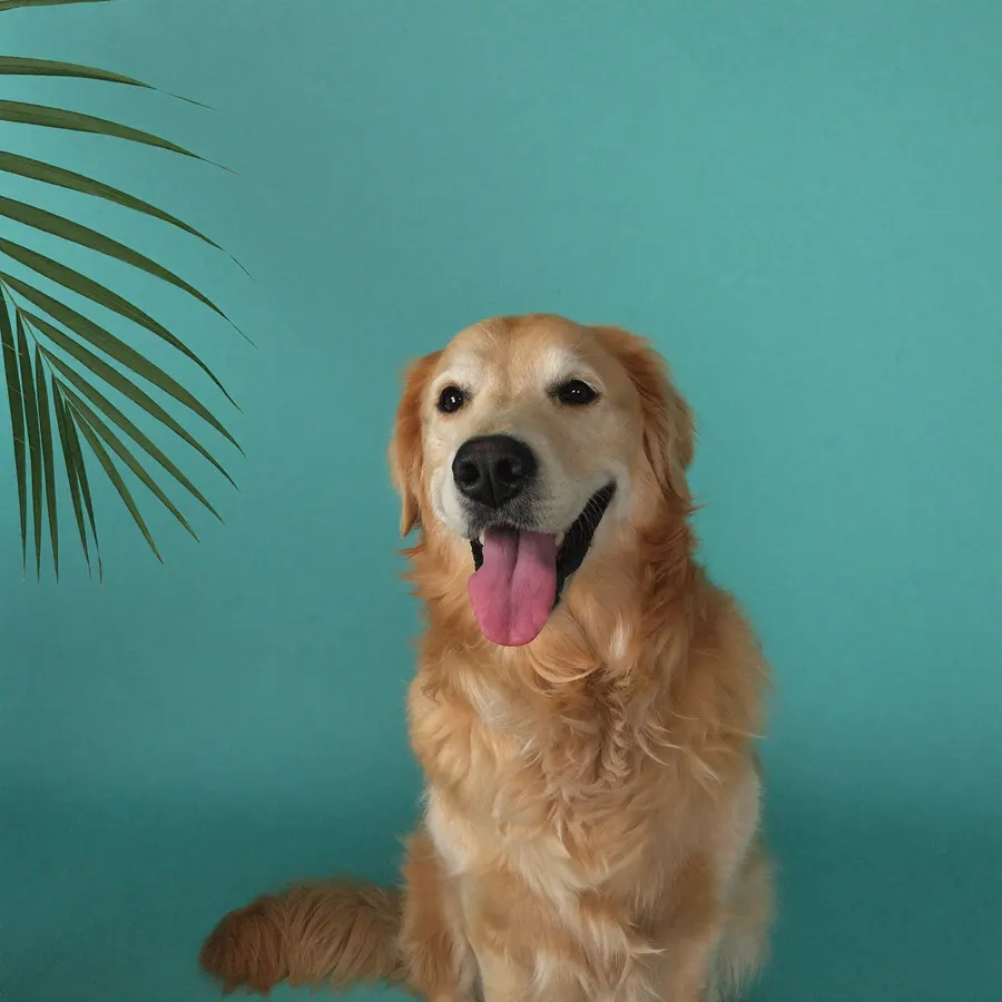 Happy golden retriever among tropical palm leaves