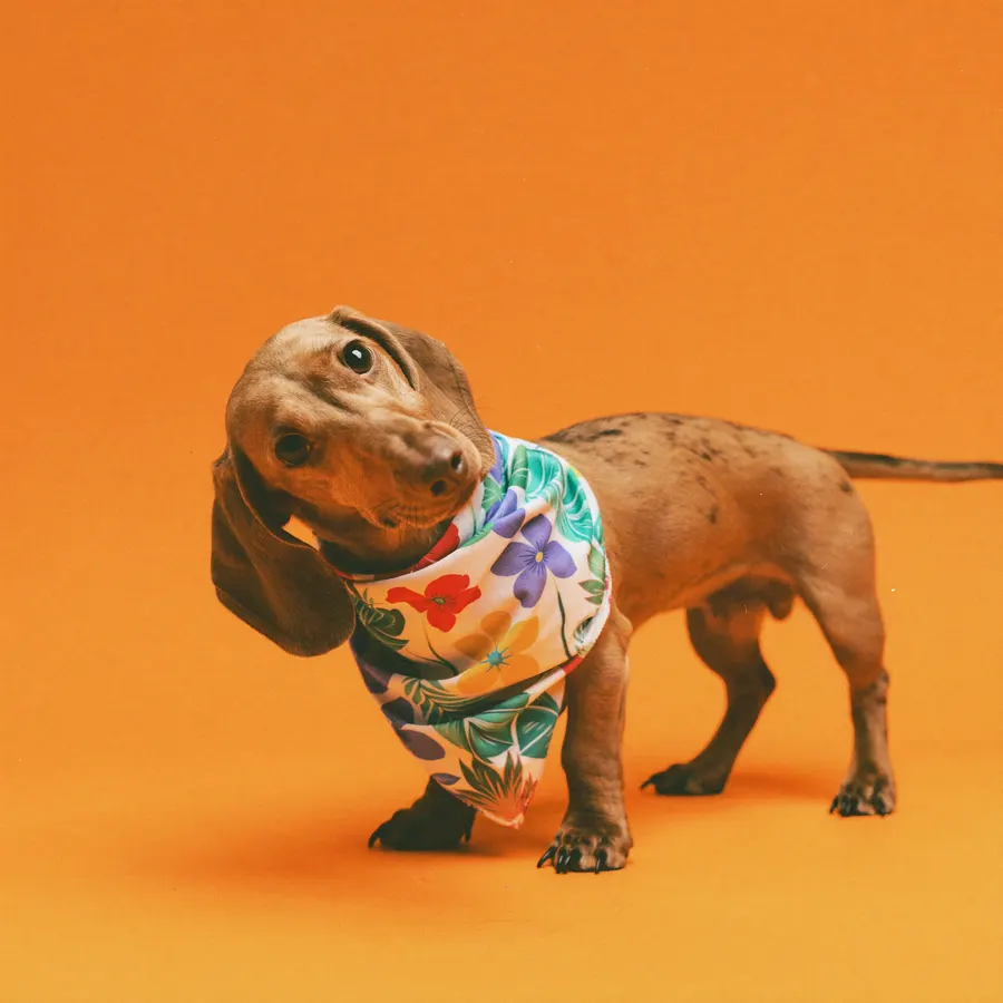 Small dog with a colorful bandana after grooming