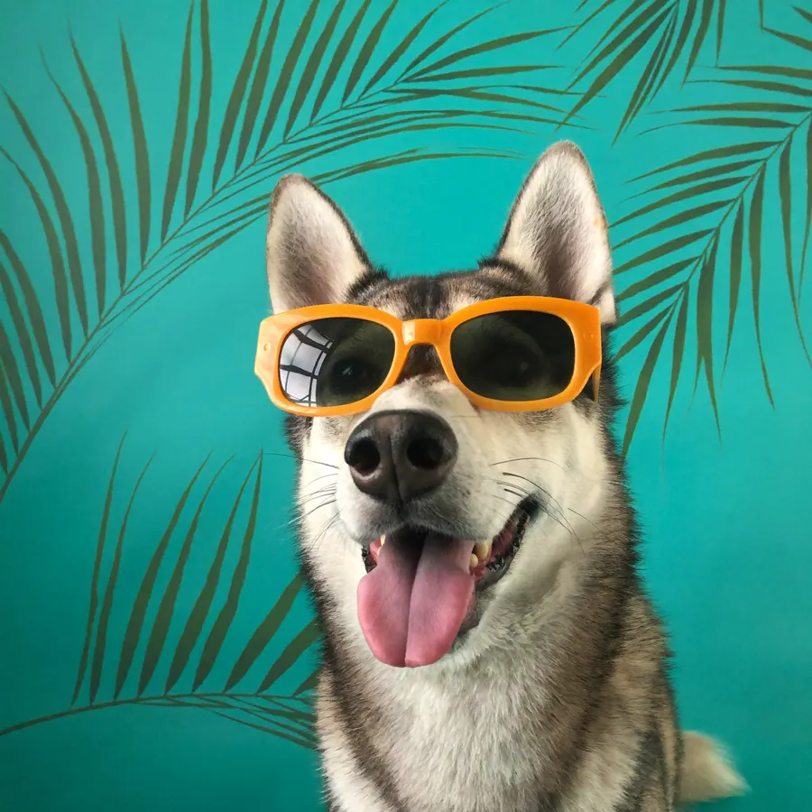 Smiling dog in sunglasses living the tropical life