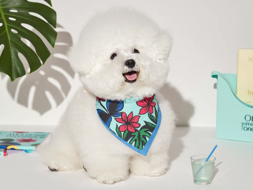 Freshly groomed small dog with a bandana smiling at the camera