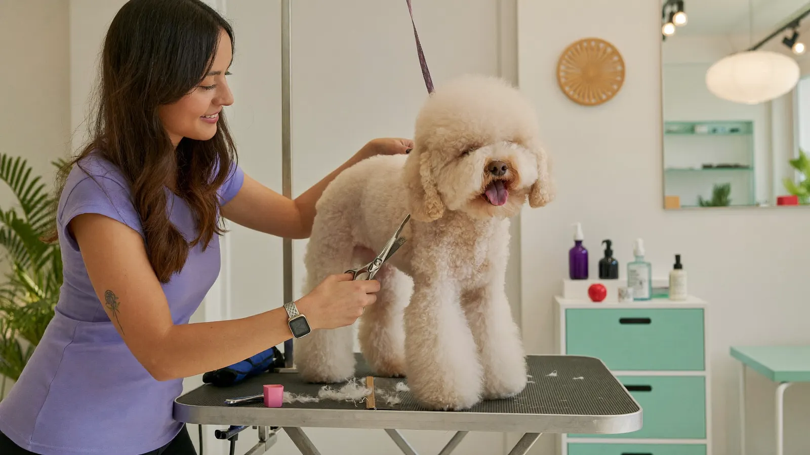 Groomer hand-scissoring a fluffy doodle