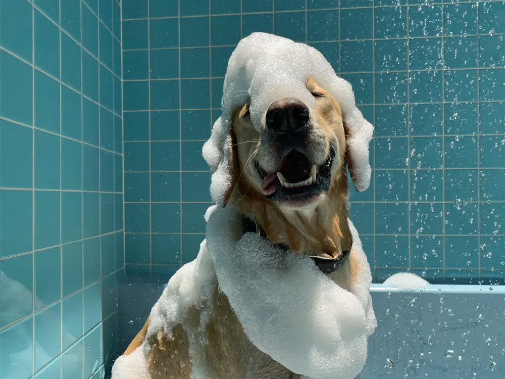 Sudsy happy dog enjoying a self-service bath