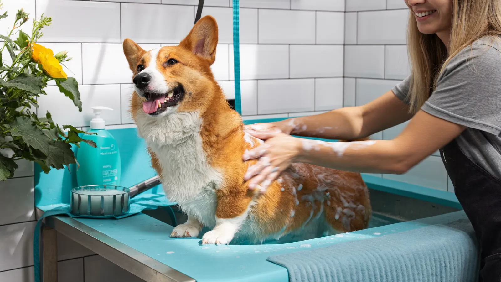 Corgi covered in suds in a raised self-wash tub